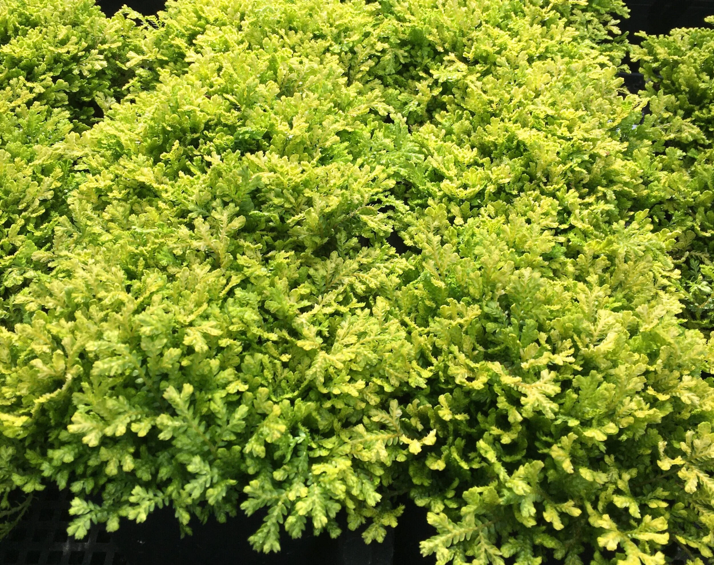 Kraus's Golden Spikemoss (Selaginella kraussiana 'Aurea') — Fancy
